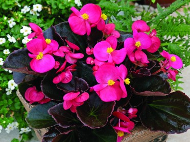 Begonia 'Bada Boom Rose'