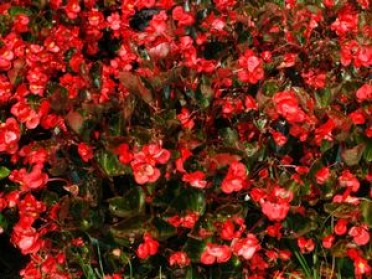 Begonia Big 'Bronze Leaf Red'