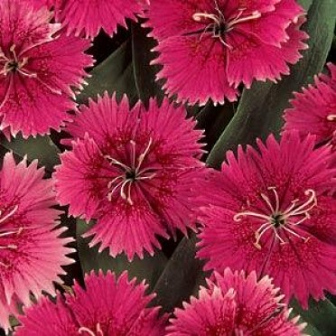 Dianthus 'Ideal Rasberry'