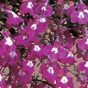 Lobelia 'Regatta Rose'