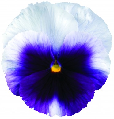 Pansy 'Delta Premium Beaconsfield'