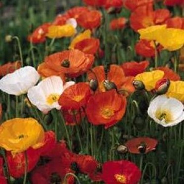 Papaver nudicaule 'Iceland Poppy Champagne Bubbles Classic Mix'