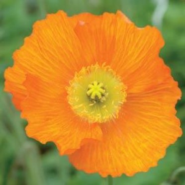 Papaver nudicaule 'Iceland Poppy Champagne Bubbles Orange'