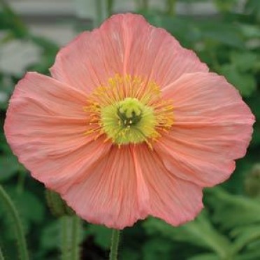 Papaver nudicaule 'Iceland Poppy Champagne Bubbles Pink'