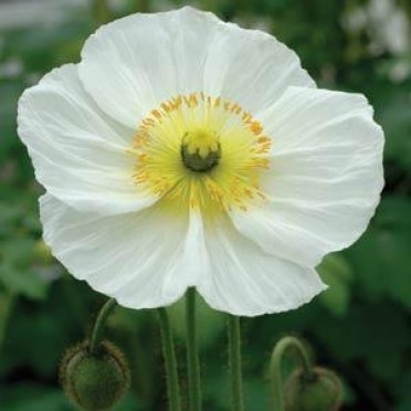 Papaver nudicaule 'Iceland Poppy Champagne Bubbles White'