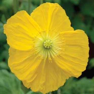 Papaver nudicaule 'Iceland Poppy Champagne Bubbles Yellow'