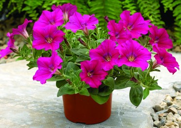 Petunia 'Ramblin Neon Rose'