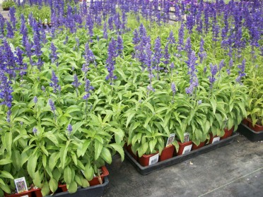 Salvia Farinacea Victoria Blue