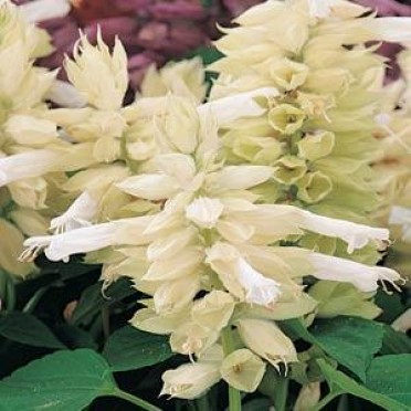 Salvia 'Vista White'