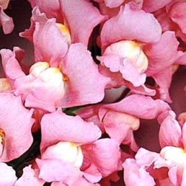 Snapdragon 'Maryland True Pink'