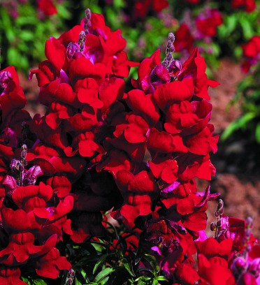 Snapdragon 'Montego Red'