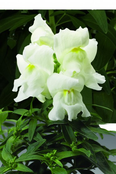 Snapdragon 'Montego White'