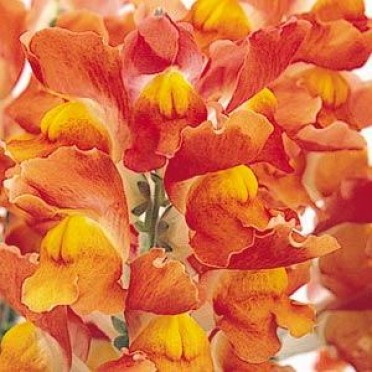 Snapdragon 'Solstice Tri-Clear-Orange'