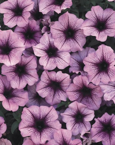 Supertunia 'Bordeaux'