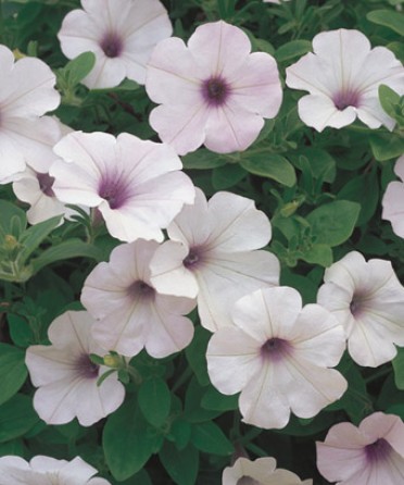 Supertunia 'Mini Silver'