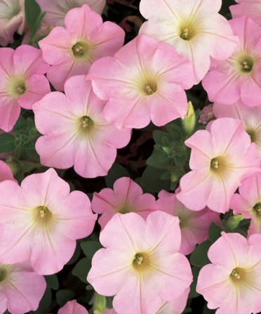 Supertunia Mini Appleblossom/Purple