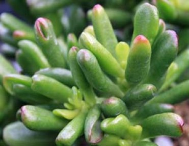 Crassula ovata 'Hobbit Jade'