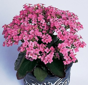 Kalanchoe blossfeldiana 'Maxi Pink'