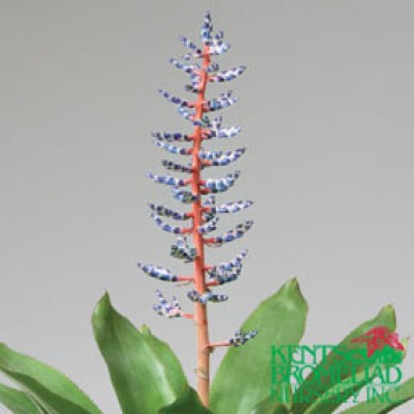 Aechmea 'Blue-red Del Mar'