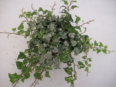 Hedera helix 'Ivy Mint Kolibri'