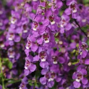 Angelonia 'Serena Purple'