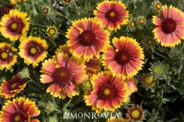 Blanket Flower 'Goblin'