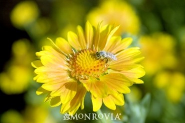 Blanket Flower 'Oranges & Lemons'