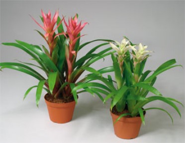 Bromeliad Garden Combo Tall Pot