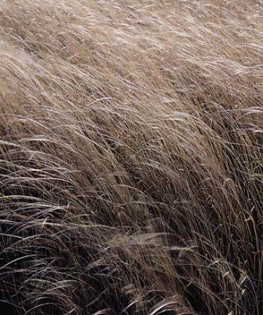 Carex buchananii