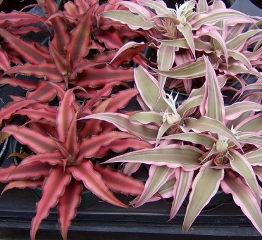 Cryptanthus 'Earth Star'