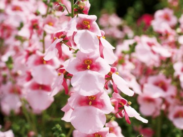 Diascia 'Breezee Appleblossom'