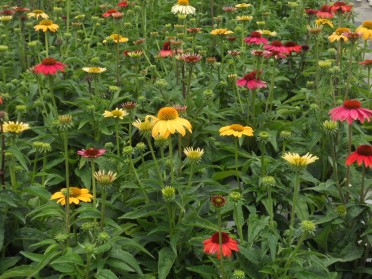 Echinacea Cheyenne Spirit