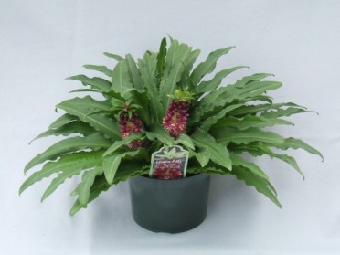 Eucomis 'Aloha Lily'