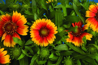 Gaillardia aristata 'Sunburst Scarlet Halo'