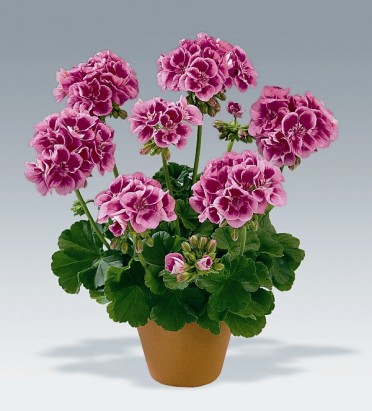 Geranium Zonal 'Maestro Lavender Parfait'