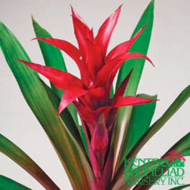 Guzmania 'Red-Pink Cardinale'