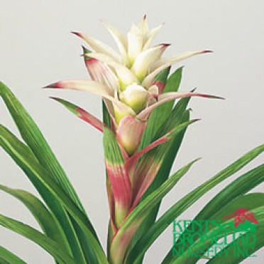 Guzmania 'White Snowball'