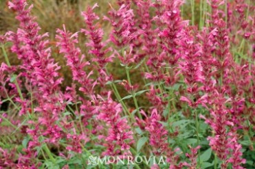 Hyssop 'Summer Love'