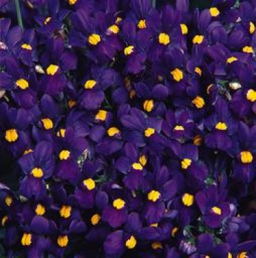 Nemesia 'Aromatica Deep Blue'