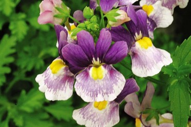 Nemesia 'Berries and Cream'