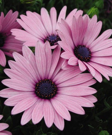 Osteospermum 'Soprano Light Purple'