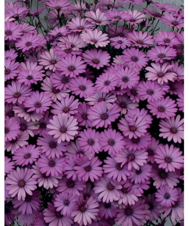 Osteospermum 'Sunbrella Corona'