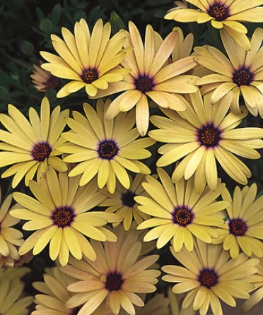 Osteospermum 'Symphony Lemon'