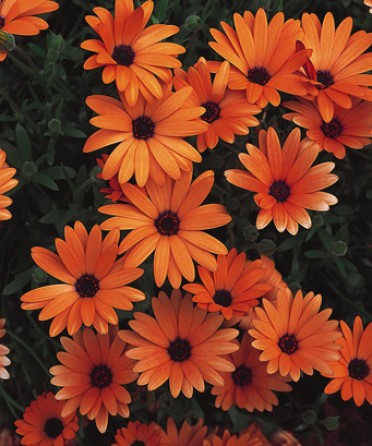 Osteospermum 'Symphony Orange'