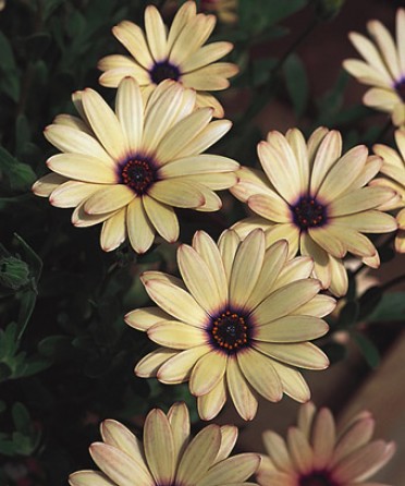 Osteospermum 'Symphony Peach'