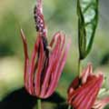 Pavonia multiflora 'Brazilian Red Rocket'