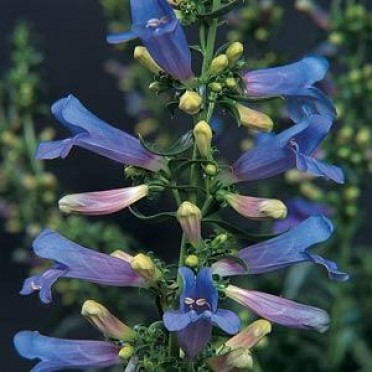 Penstemon 'Electric Blue'