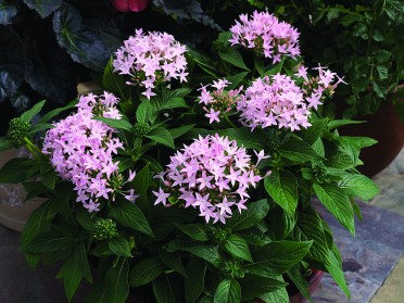 Pentas 'Starla Blush'