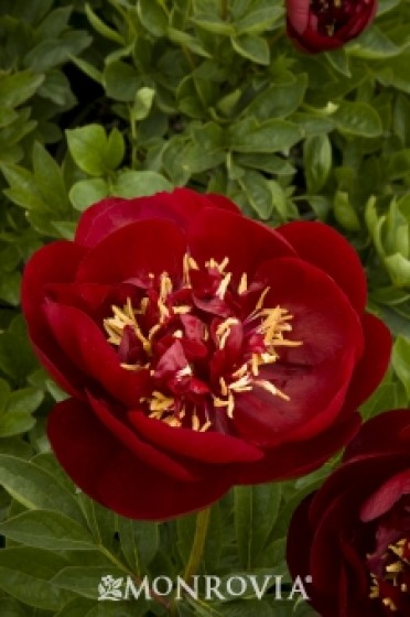 Peony 'Buckeye Belle'