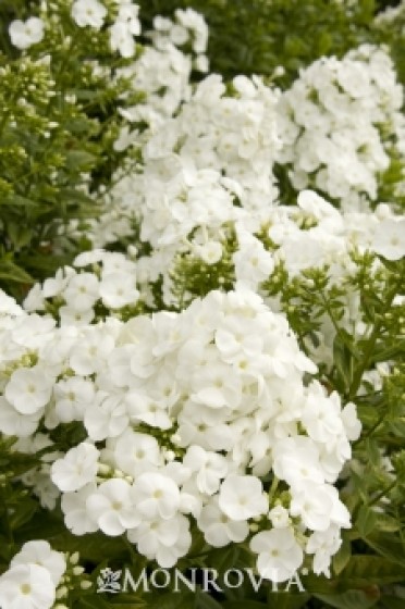 Phlox 'Ice Cap Garden'